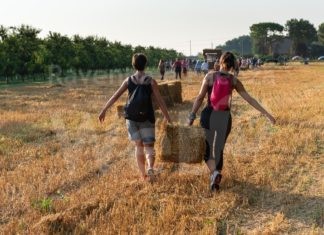Cotignola: la raccolta delle balle al tramonto al ritmo di valzer