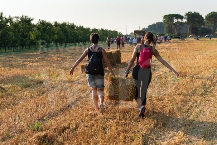 La raccolta delle balle a Cotignola