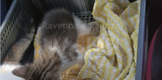 Due gattini di pochi mesi abbandonati sotto il sole. Sono gli ultimi di una lunga lista: “Non abbiamo più orari”