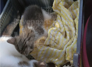 Due gattini di pochi mesi abbandonati sotto il sole. Sono gli ultimi di una lunga lista: “Non abbiamo più orari”