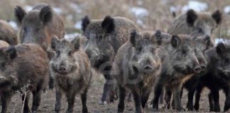 Emergenza cinghiali, dalle Regioni la richiesta di un intervento urgente del Governo