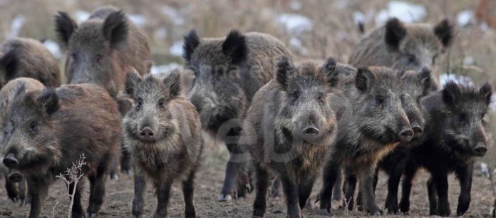cinghiali-branco