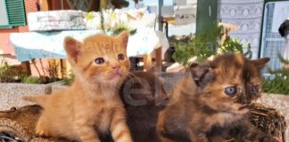 Il 3 e 4 luglio torna la Giornata nazionale Enpa contro l’abbandono