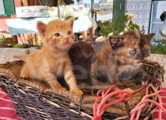 Il 3 e 4 luglio torna la Giornata nazionale Enpa contro l’abbandono