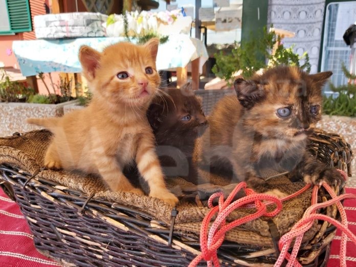 cuccioli abbandonati 2