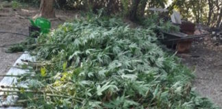 Coltivava marijuana nel cortile di casa, arrestato 40enne pregiudicato