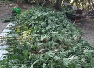 Coltivava marijuana nel cortile di casa, arrestato 40enne pregiudicato