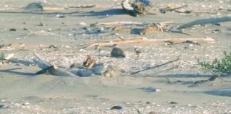Lido di Dante: le due nidiate di fratini sulla spiaggia