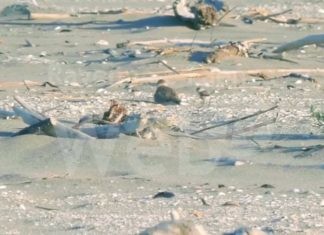 Lido di Dante: le due nidiate di fratini sulla spiaggia
