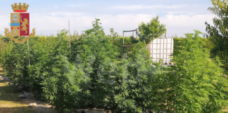 Polizia scopre coltivazione di marijuana, un indagato ed un arrestato