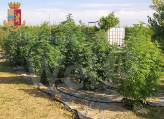 Polizia scopre coltivazione di marijuana, un indagato ed un arrestato
