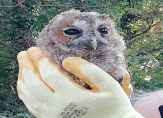 “Passeggiata ecologica” alla scoperta dell’ambiente e della storia della pineta di Cervia