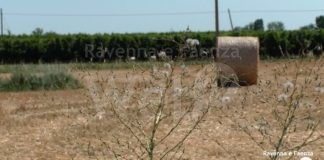 18 milioni di investimento per migliorare l’irrigazione fra Reda e San Mamante | VIDEO