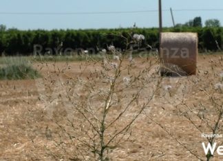 Siccità, anticipata l’applicazione del Deflusso minimo vitale estivo, che consentirà ai Consorzi di bonifica e alle aziende agricole di prelevare più acqua