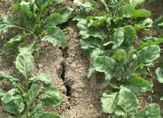 COPAGRI, siccità e caro – carburanti: Una tempesta perfetta che manda in crisi le imprese agricole!