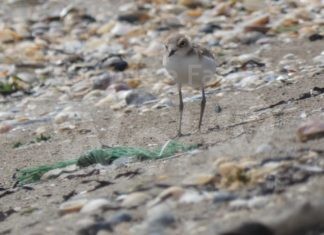 Fratino libera plastica: pulizia all’alba della spiaggia di Lido di Dante al termine della nidificazione