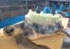 Quasi terminato il percorso di recupero di Cenere, la tartaruga con il carapace ricostruito artificialmente