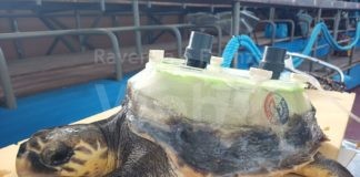 Quasi terminato il percorso di recupero di Cenere, la tartaruga con il carapace ricostruito artificialmente