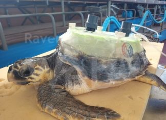 Quasi terminato il percorso di recupero di Cenere, la tartaruga con il carapace ricostruito artificialmente