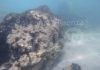 A Lido di Dante scoperte rare scogliere naturali