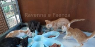 8 cuccioli abbandonati in colonia a Massa Lombarda