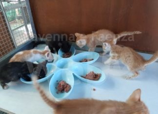 8 cuccioli abbandonati in colonia a Massa Lombarda