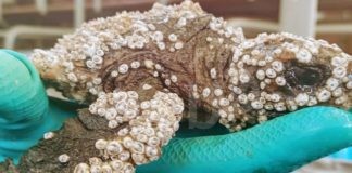 Salvata una piccola Caretta Caretta di 12 cm