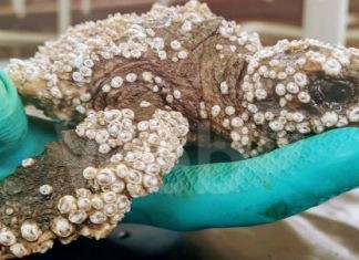 Salvata una piccola Caretta Caretta di 12 cm