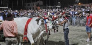 Cotignola: tornano le tradizioni contadine della Sfujareja