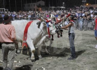 Cotignola: tornano le tradizioni contadine della Sfujareja