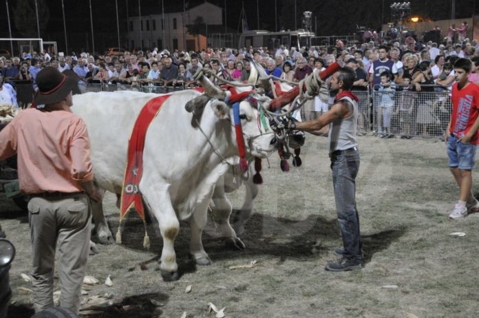 La Sfujareja a Cotignola (1)