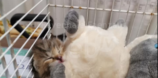 Due cuccioli di gatto abbandonati nel cassonetto: uno non sopravvive
