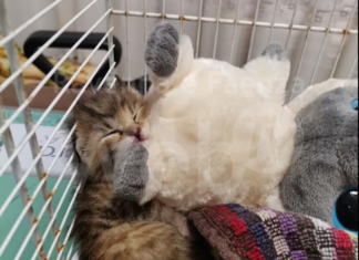 Due cuccioli di gatto abbandonati nel cassonetto: uno non sopravvive