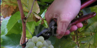 Vendemmia al via fra pochi giorni: qualità buona, ma produzione ridotta a causa di gelate e siccità