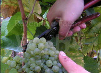 Vendemmia al via fra pochi giorni: qualità buona, ma produzione ridotta a causa di gelate e siccità