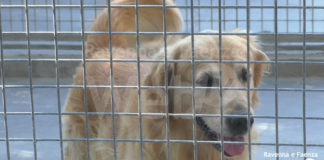 Al canile di Ravenna oltre 80 cani aspettano di essere adottati, i gestori: “Molti sono qui per rinuncia di proprietà”