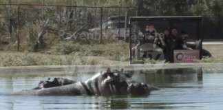 Al Safari Ravenna -40% di visitatori rispetto al 2019. Per l’Area Pedonale accesso solo con Green Pass