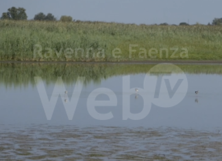 Valle Mandriole: l’associazione “Amici degli Animali” coinvolta dal Comune di Ravenna solo dal tardo pomeriggio del 17 agosto