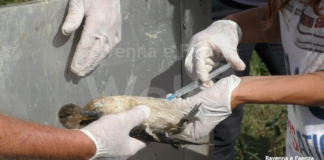 Valle della Canna. L’Associazione Nazionale Libera Caccia elogia la velocità di risposta del Parco del Delta del Po