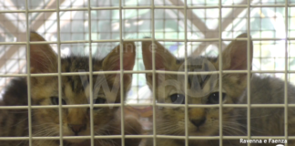 Enpa, l’infermeria felina: “Troppi i gatti maltrattati e crudelmente abbandonati nel nostro territorio”
