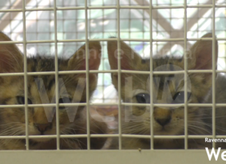 Enpa, l’infermeria felina: “Troppi i gatti maltrattati e crudelmente abbandonati nel nostro territorio”