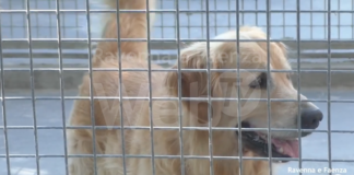 Abbandoni e rinunce di proprietà, dati preoccupanti. Enpa: “Manca il senso di responsabilità”