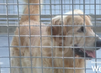 Abbandoni e rinunce di proprietà, dati preoccupanti. Enpa: “Manca il senso di responsabilità”