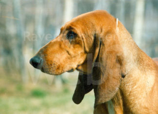 La denuncia di Enpa: “Tre cani abbandonati con il microchip asportato. Evidenti i tagli sul collo”