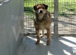 Preoccupante aumento di abbandoni a Faenza. Critica la situazione per i gatti