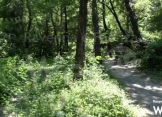 Biodiversità e sicurezza: le conifere della Vena del Gesso saranno sostituite da specie autoctone