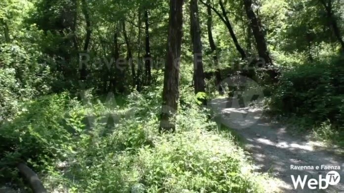 boschi vena del gesso