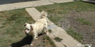 Enpa: “La politica ravennate non si è mai interessata dei problemi degli animali. Speriamo in un cambiamento”