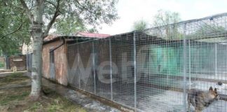 Enpa Ravenna: Agosto cane mio non ti conosco