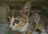Enpa: Gattina recuperata tra i cassonetti ad Alfonsine